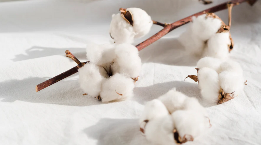 Beneficios del algodón Pima en la ropa de Bebé